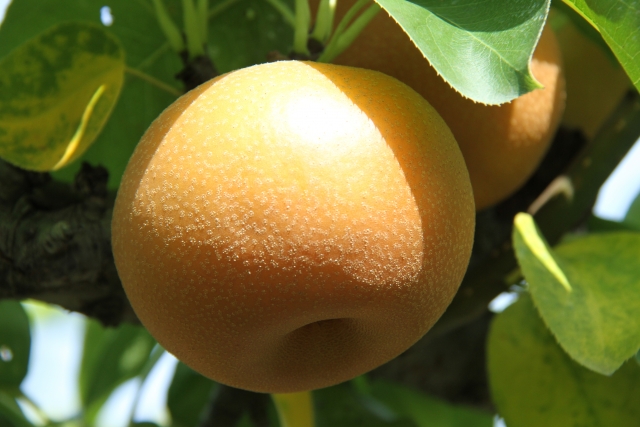 荒井果樹園　食べ頃の梨