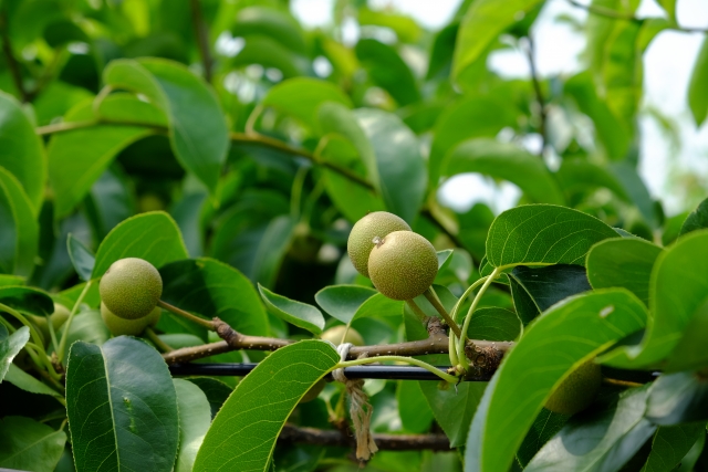 荒井果樹園　梨　適果
