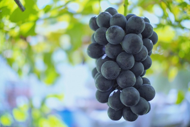 荒井果樹園　巨峰