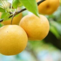 荒井果樹園　幸水