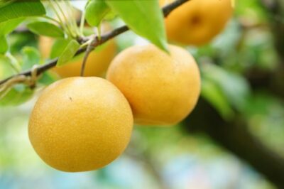 荒井果樹園　幸水