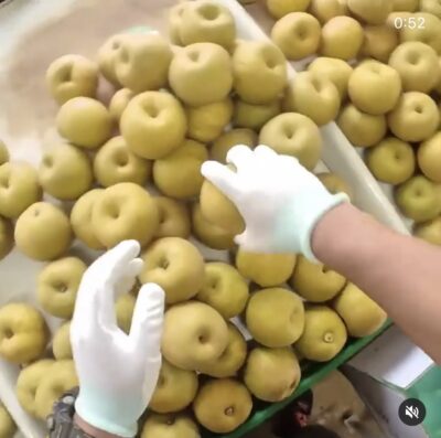 荒井果樹園　幸水出荷