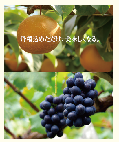 荒井果樹園　チラシ