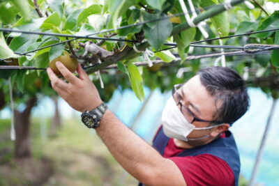 荒井果樹園　梨の栽培