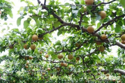 荒井果樹園　豊水