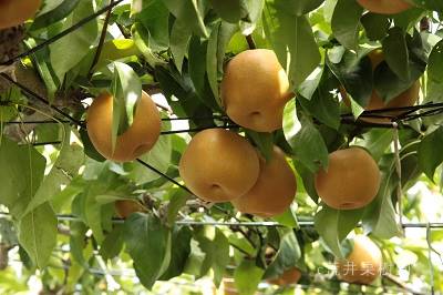 荒井果樹園　幸水