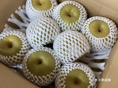 荒井果樹園　幸水