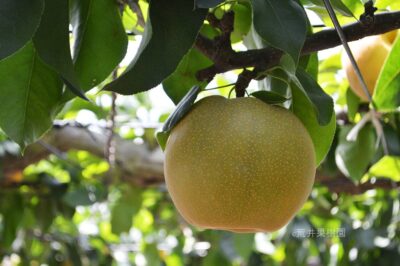 荒井果樹園　幸水