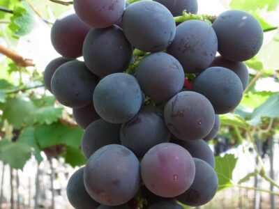 荒井果樹園　巨峰