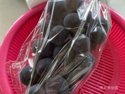 荒井果樹園　巨峰