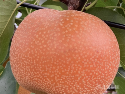 荒井果樹園　彩玉